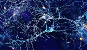 Study finds DMT promotes new neural formation